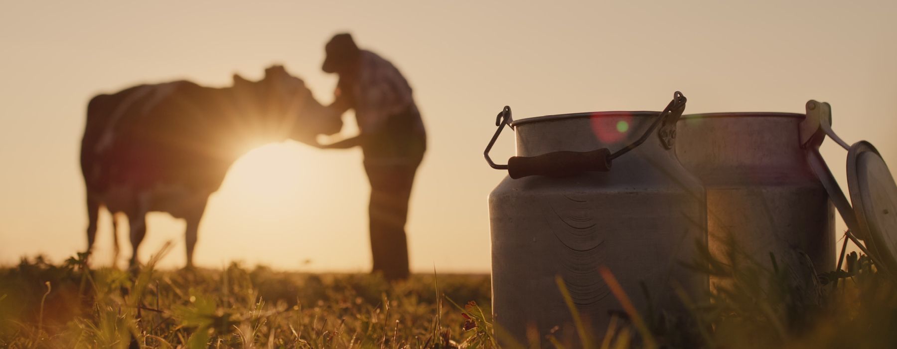 Image of milk jugs with a farmer tending to a cow in the background